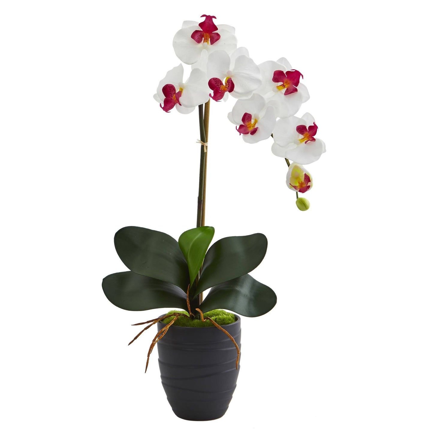 Phalaenopsis Orchid in Black Vase 1479 Nearly Natural