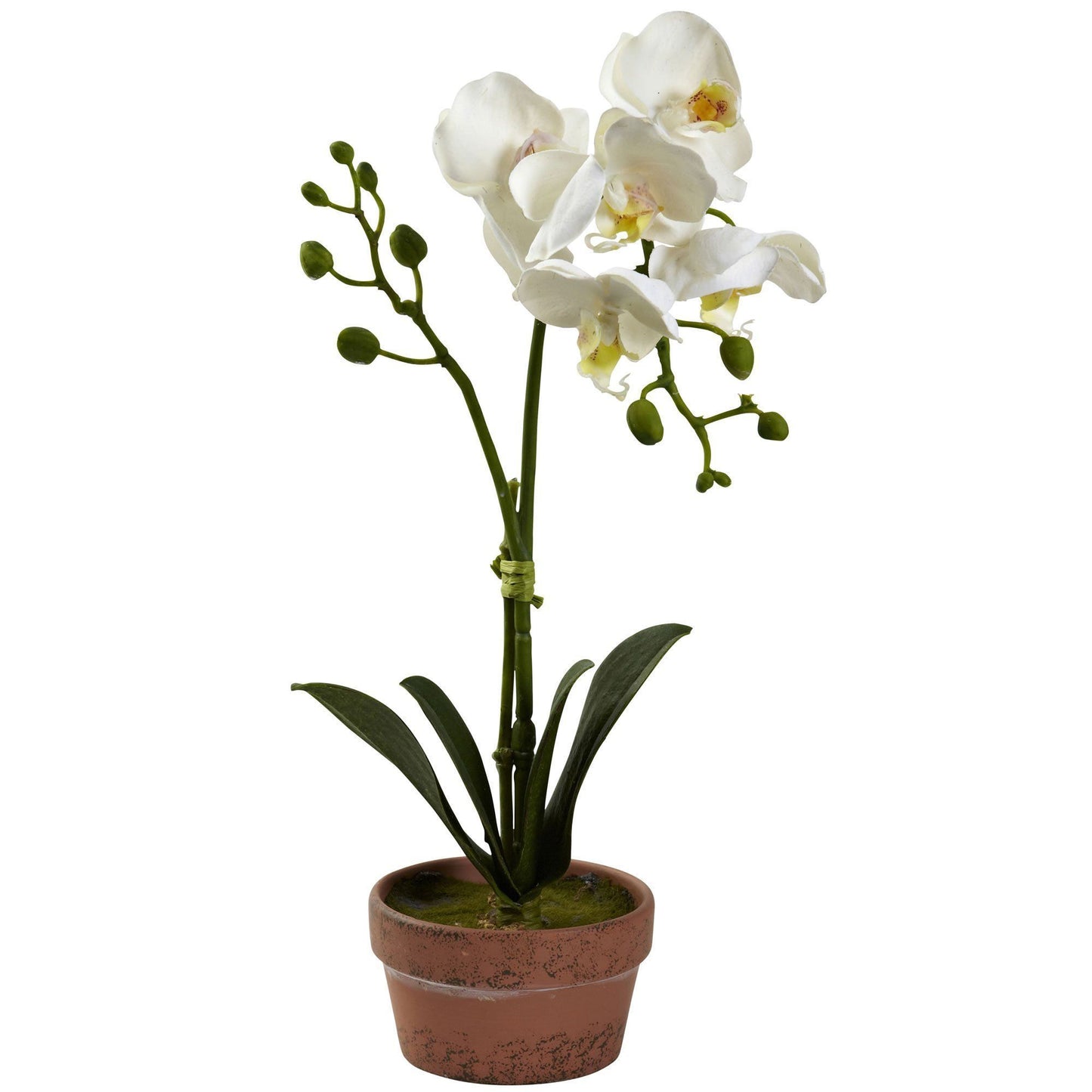 Phalaenopsis Orchid w/Clay Vase (Set of 4) | Nearly Natural