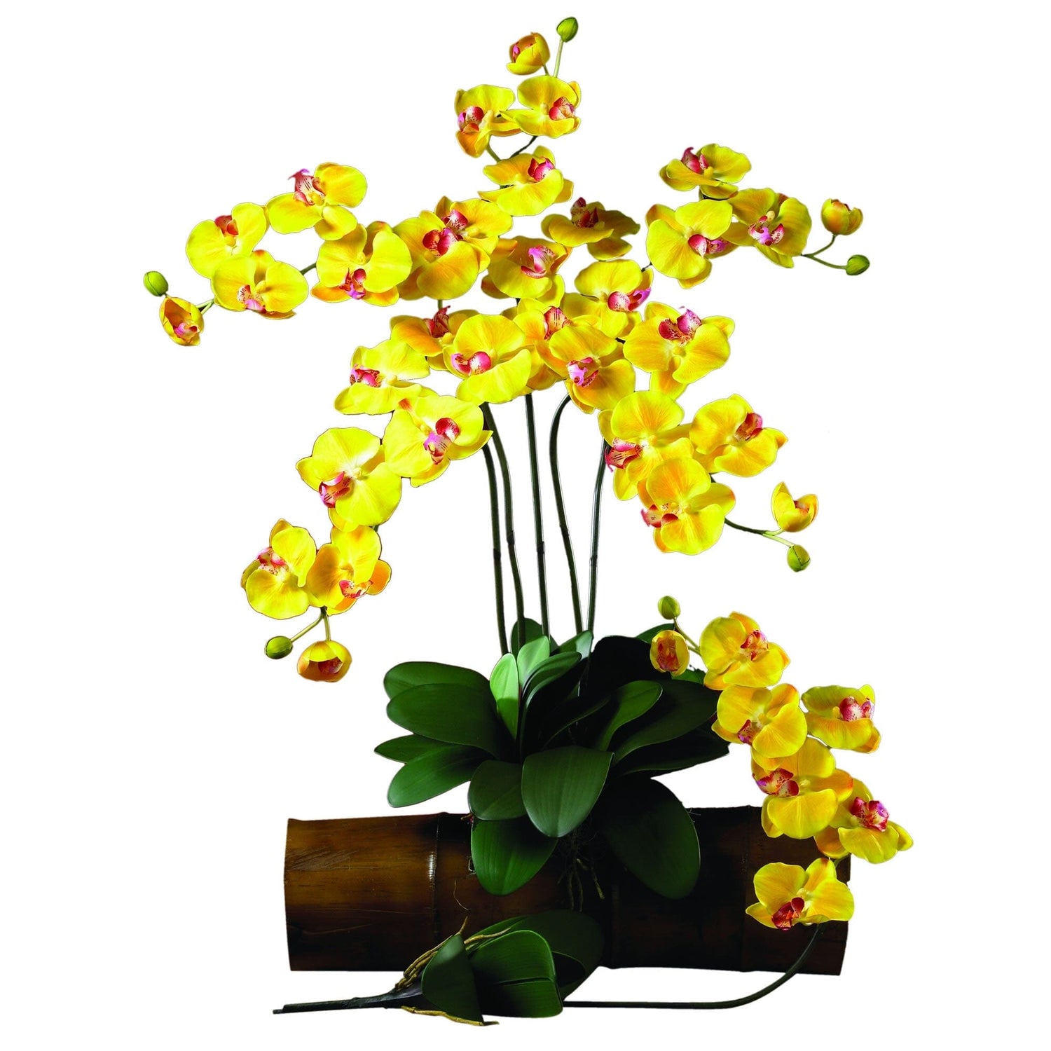 Plante Naturel Orchidée Phalaenopsis Varie Avec Quadrato Ø6