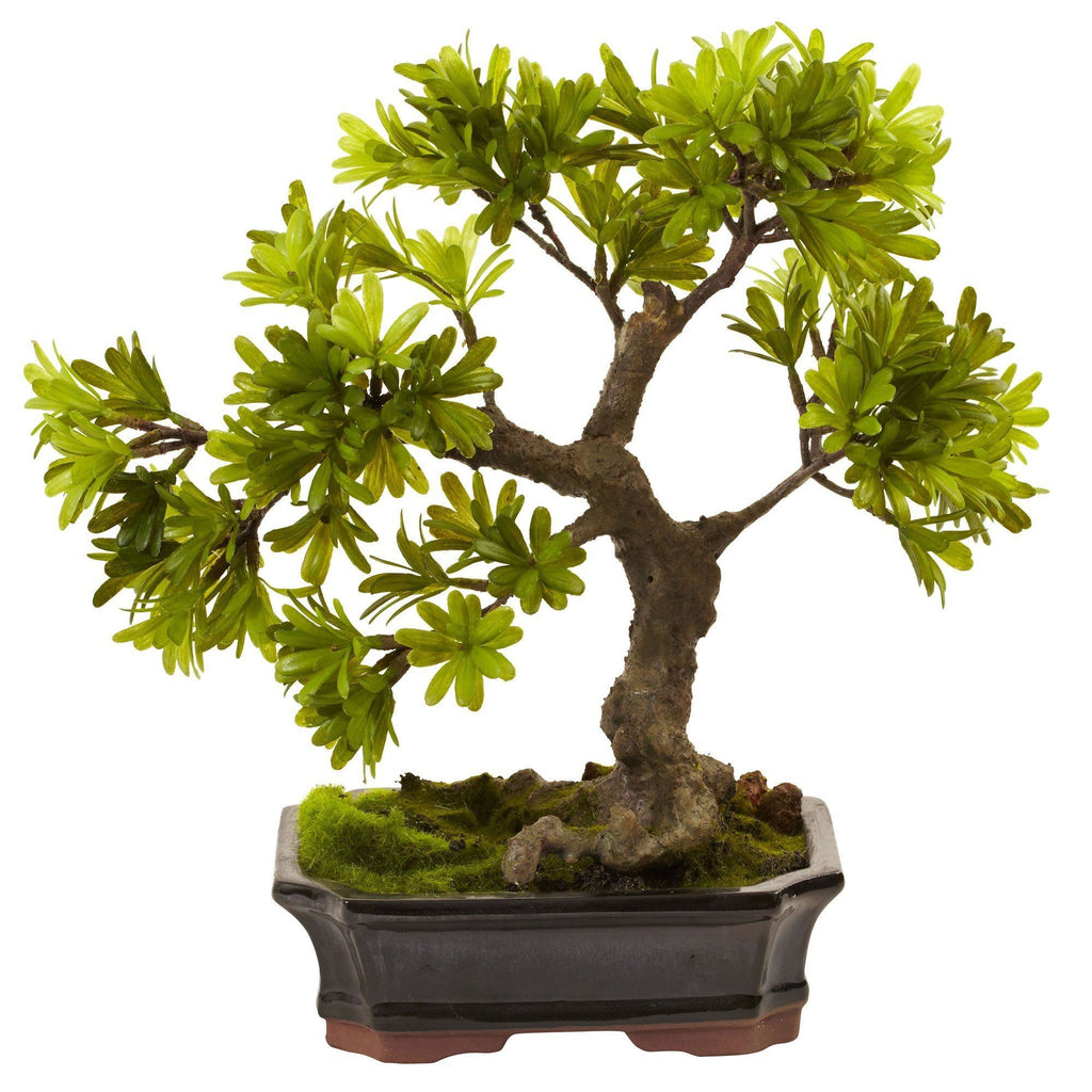 Japonica Bonsai 'Tamasugi' - Gifting plant - Tumbleweed Plants