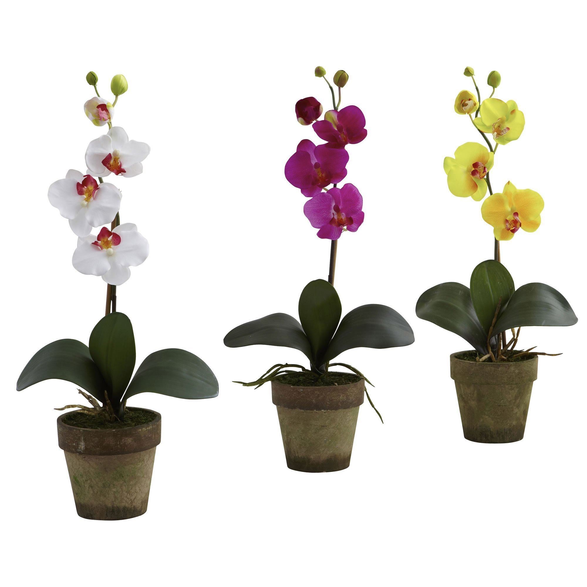 Potted Phalaenopsis (Set of 3) | Nearly Natural