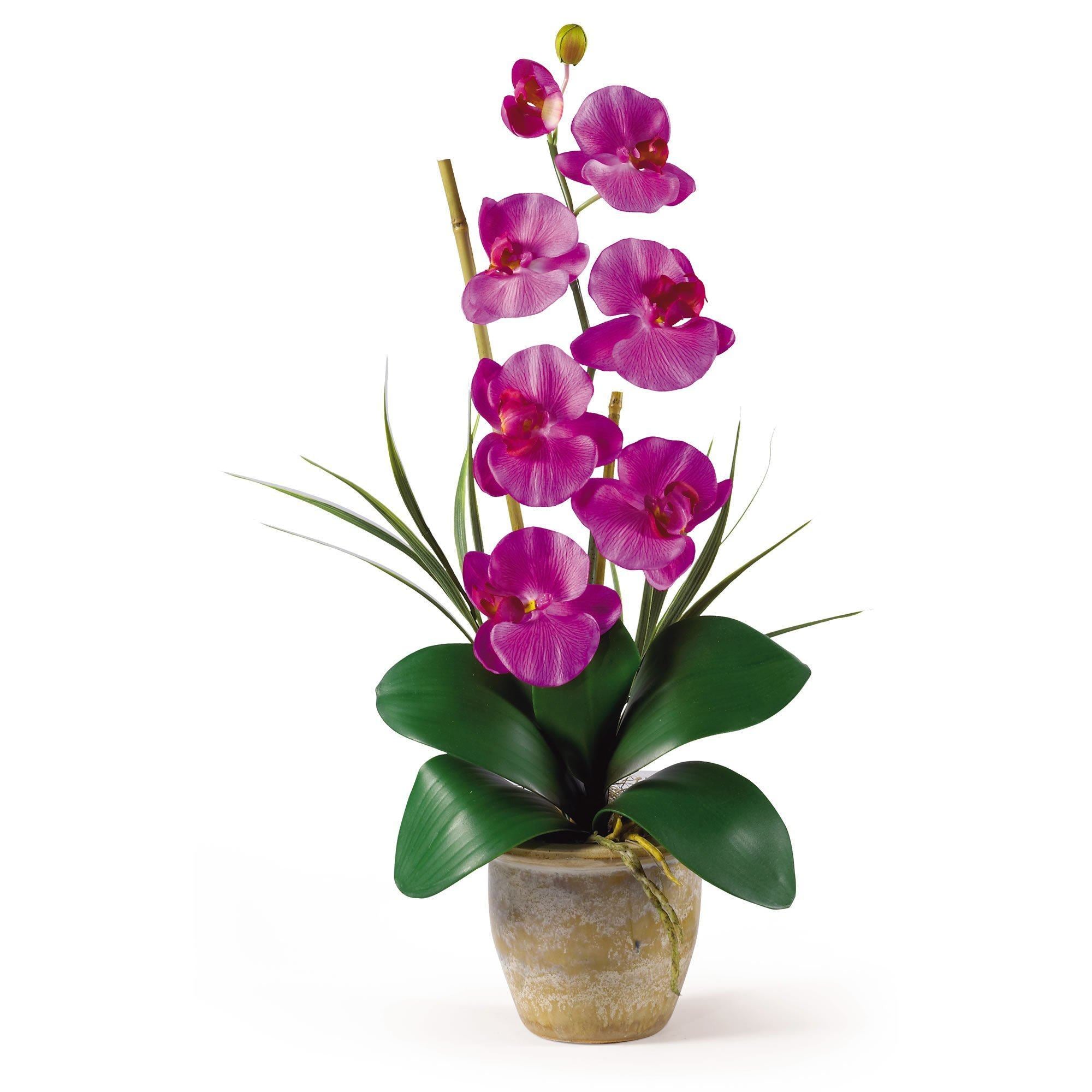 Nearly hotsell Natural Phalaenopsis Orchid & Succulent Artificial Arrangement-kzi